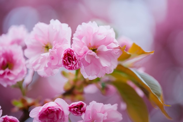 Cerca de sakura hermosas flores rosadas