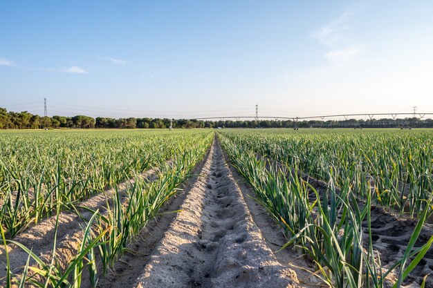 Cerca de Segovia, una plantación de ajo con pastos gruesos y un sistema de riego por microaspersión flexible.