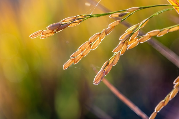 Cerca de las semillas de arroz en el campo con luz de fondo iluminada desde atrás