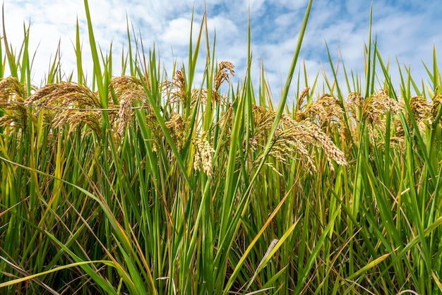 Cerca de semillas de arroz en campos de arroz Hermosos campos de arroz dorado