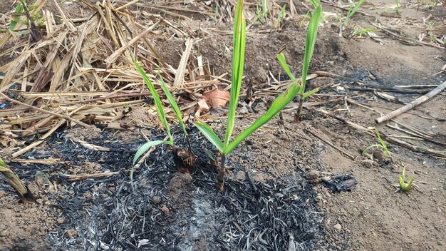 cerca de las semillas de la planta de caña de azúcar que crecen bien