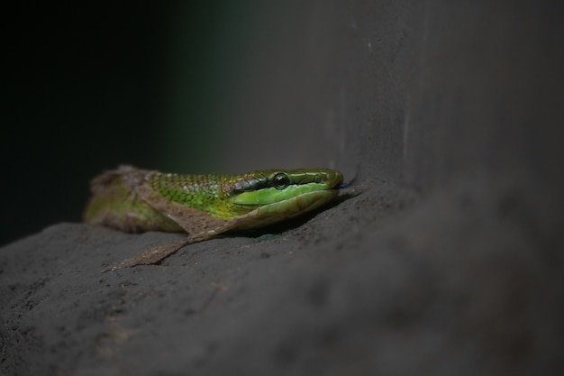 Cerca de la serpiente verde que muda