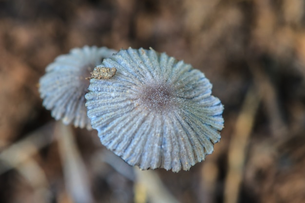 cerca de setas en el bosque profundo