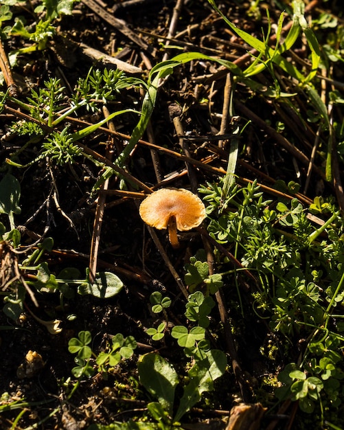 Cerca de setas en el bosque