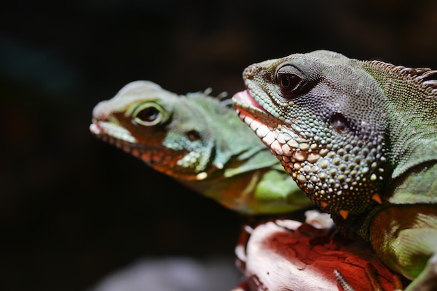 Cerca de Spiny Lizard mira a su alrededor