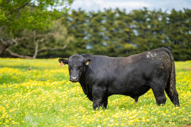 Cerca de Stud Beef stud angus toros y vacas pastando en la hierba en un potrero en Australia