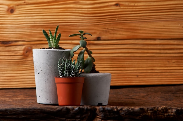 Cerca de suculentas pequeñas en macetas de concreto DIY en casa