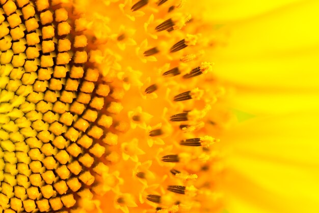 cerca de la textura de girasol. Fondo de flor orgánica y natural.