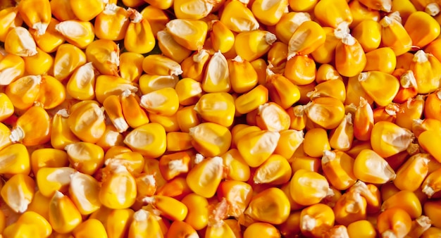 Foto cerca de textura de granos de maíz