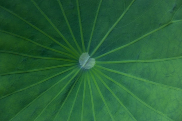 Cerca de la textura de la hoja de loto verde