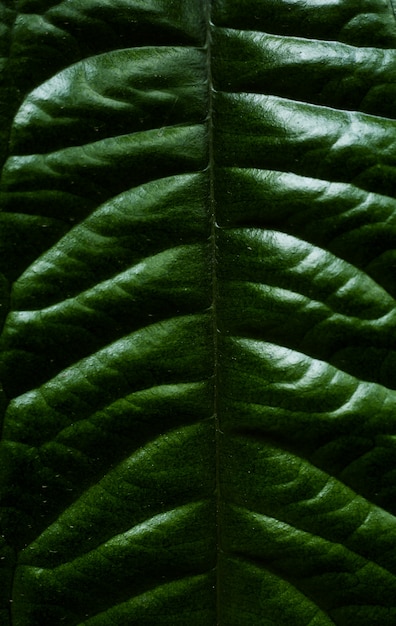 Foto cerca de una textura de hoja de plantas de la selva tropical