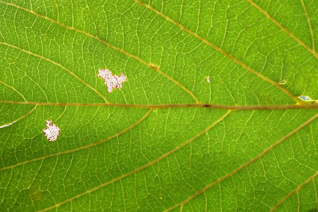 Cerca de la textura de la hoja verde