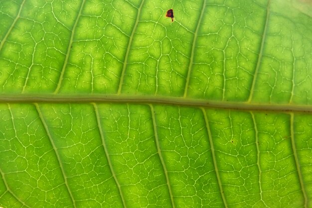 Cerca de la textura de la hoja verde