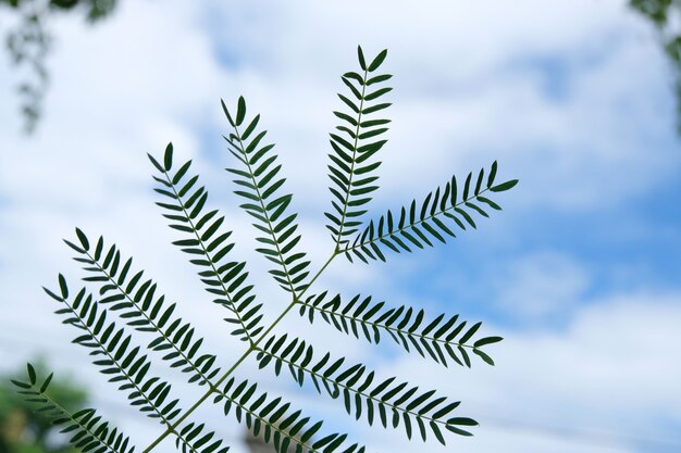 Cerca de la textura de la hoja verde