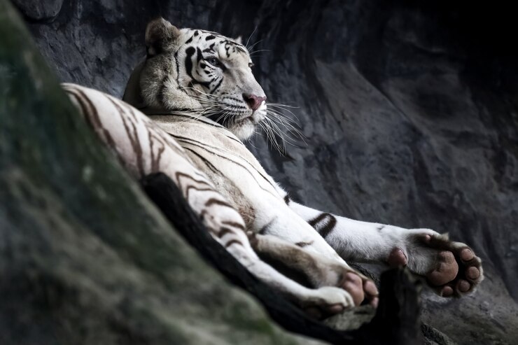 Cerca de tigre blanco es hermoso animal salvaje en la montaña de roca