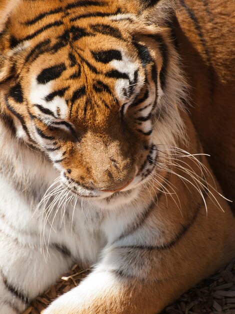 Foto cerca de tigre en cautiverio.