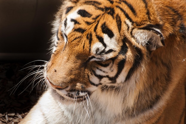 Cerca de tigre en cautiverio.