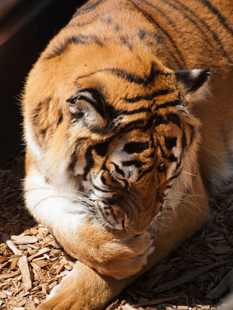 Cerca de tigre en cautiverio.