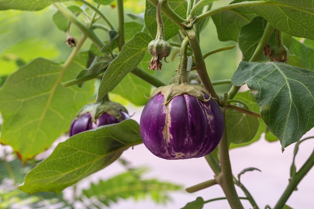 Cerca de tipo morado de berenjena en un jardín.Fruta de la berenjena tailandesa.,