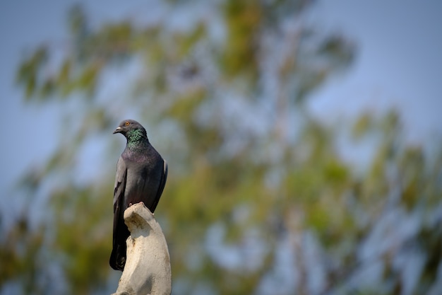 cerca de todo el cuerpo de palomas pájaro de pie