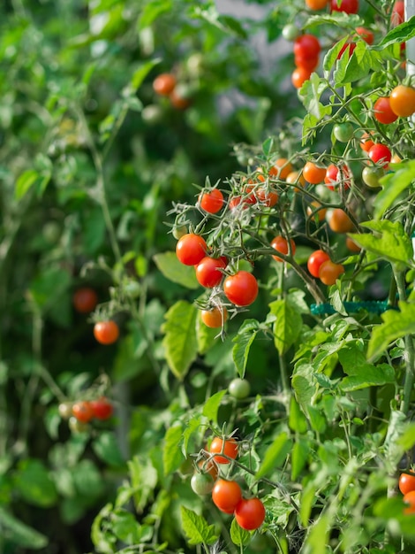 Cerca de tomates cherry que crecen en un huerto