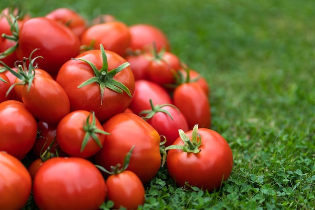 Cerca de tomates rojos recién cogidos sobre la hierba verde