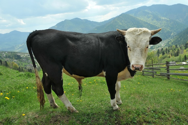 Cerca de toro en una pastura de montaña