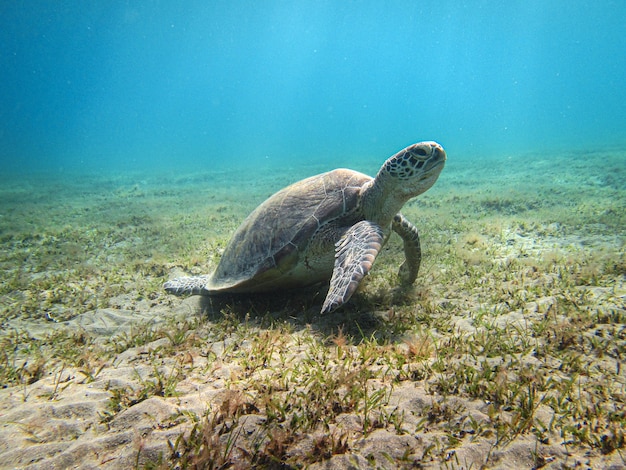 Cerca de la tortuga verde llamada Chelonia mydas