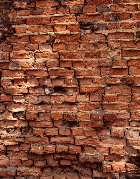 Cerca de la trama de fondo waLL en Sri Lanka