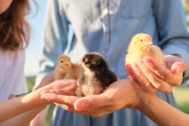 Foto cerca de tres pollos recién nacidos en manos de los niños y la madre