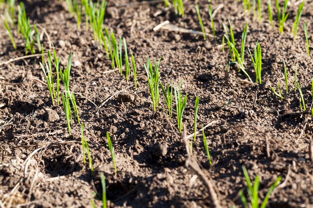 Cerca de trigo en el campo