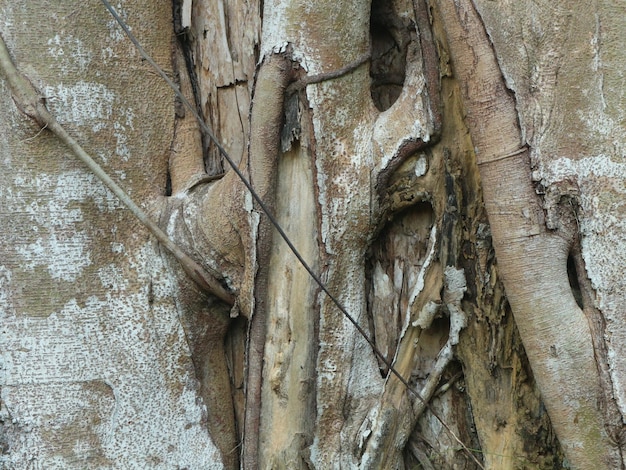 Desde cerca del tronco del árbol de banyan se convierte en un parásito en otras plantas