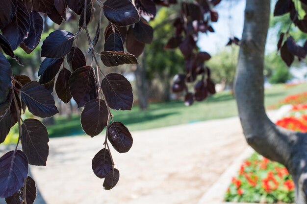 Foto cerca de un tronco de árbol en el jardín