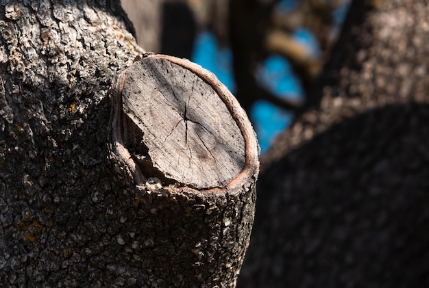 Cerca de un tronco de árbol