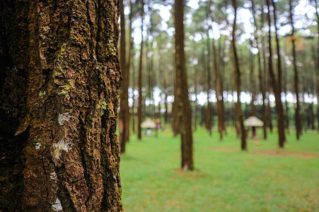 Cerca de un tronco de pino en un bosque