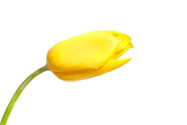 Cerca de tulipán amarillo aislado