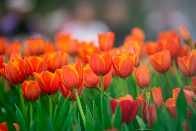 Cerca de tulipanes, concepto de flor de la naturaleza