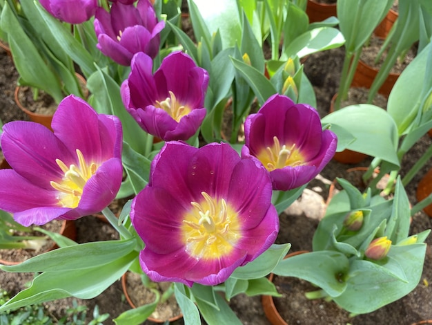 Cerca de tulipanes en el jardín