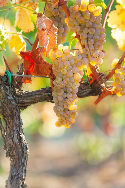 Cerca de uvas blancas en el viñedo de la Toscana