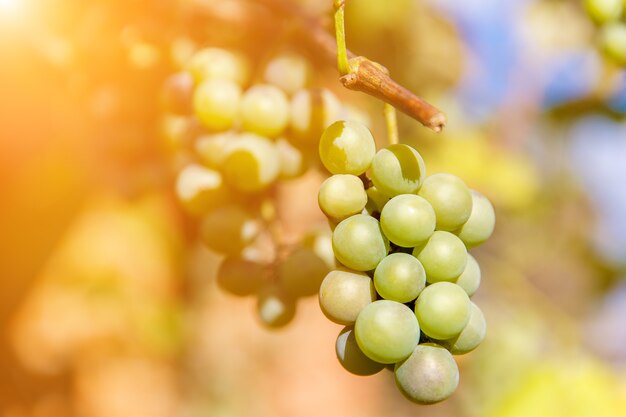 Cerca de uvas de vino blanco colgando de la vid en el sol de la tarde