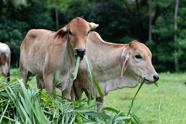 Cerca de la vaca joven comiendo hierba.