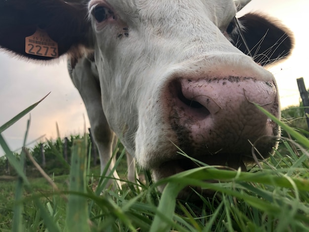 Foto cerca de la vaca montbeliarde es una raza de ganado lechero pied rojo, de pie en el campo en doubs, borgoña, región de franche-comté del este de francia, europa