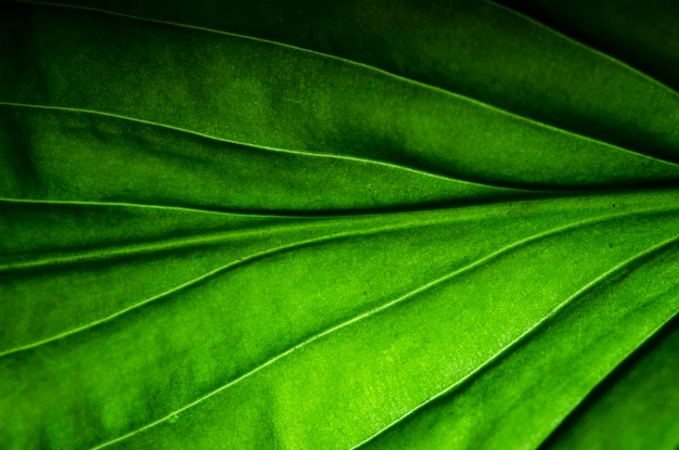 Cerca de las venas de una hoja