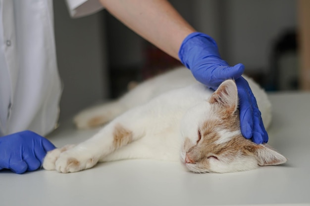 Cerca del veterinario de la mujer en guantes protectores azules acariciando a un gato soñoliento. Veterinario de visita de gatos para chequeos regulares.