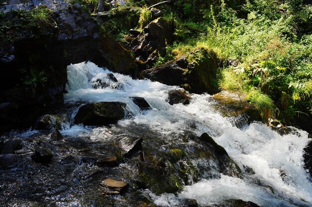 Cerca de la vía fluvial que fluye en la zona montañosa El río de la montaña fluye a través de las piedras en la zona boscosa en verano