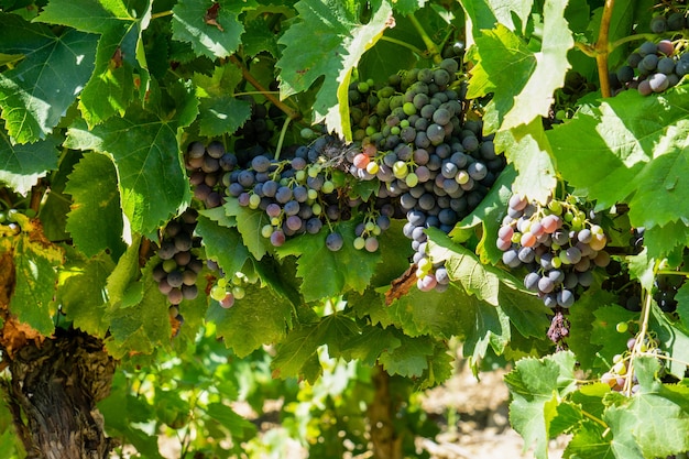 Cerca de la vid de uva en los viñedos de champán en montagne de reims, Reims, Francia