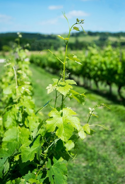 Cerca de vides de viñedo