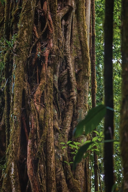 Cerca del viejo tronco de un árbol en la selva de costa rica