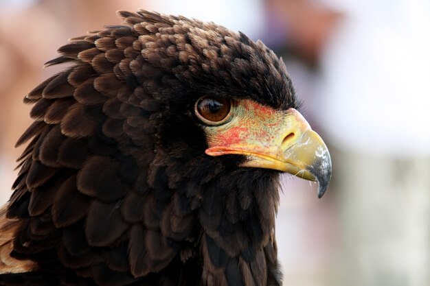 De cerca la vista de la cabeza de un águila bateleur.