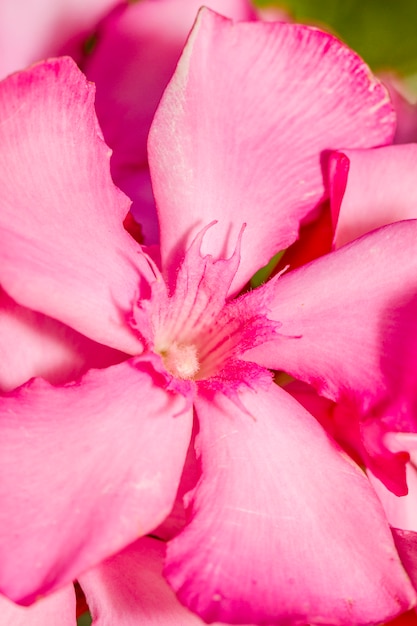 De cerca la vista de las flores Oleander (Nerium oleander).